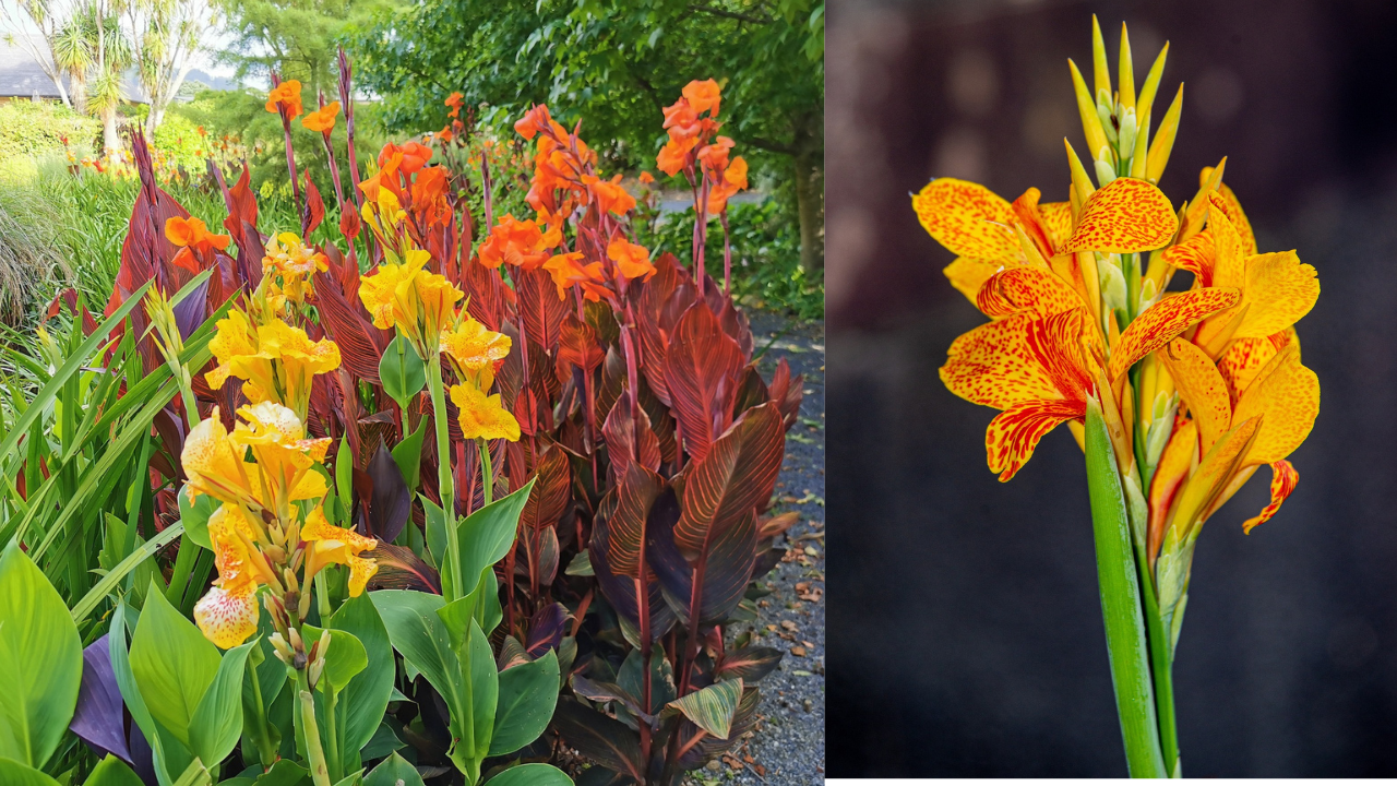 How to Plant Canna Lily Bulbs A Simple Guide