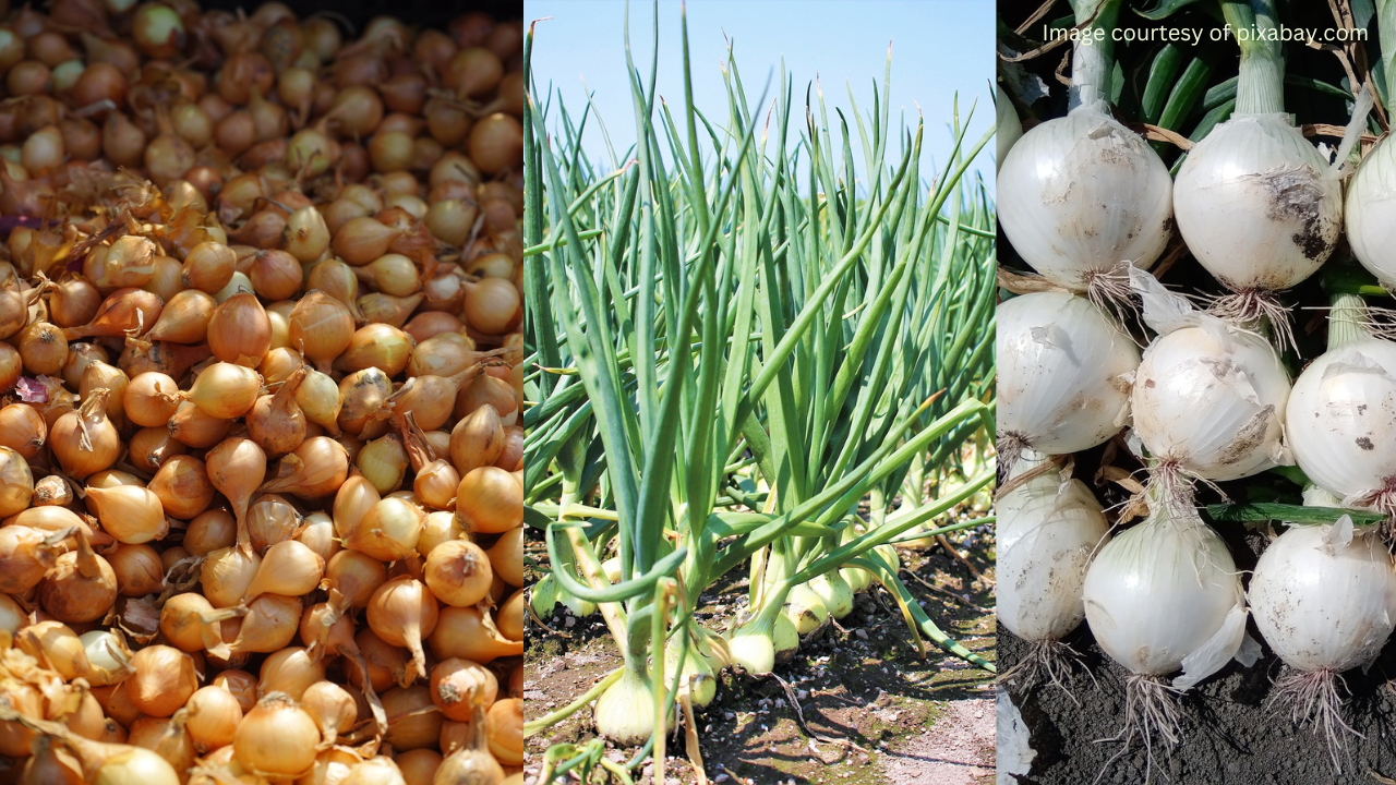 The Fastest Way To Grow Onions Our Proven Method On How To Plant Onion Bulbs - 7ms7fi9