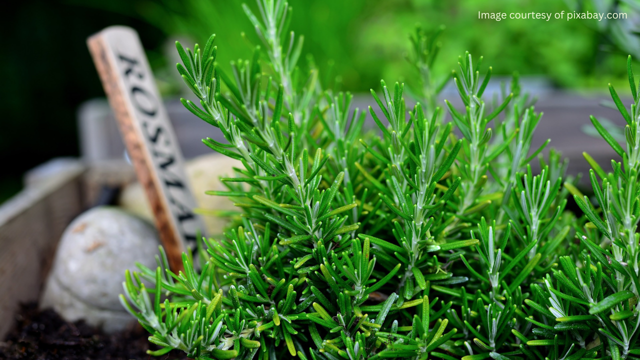 Grow Your Own Rosemary: How to Plant Rosemary Seeds