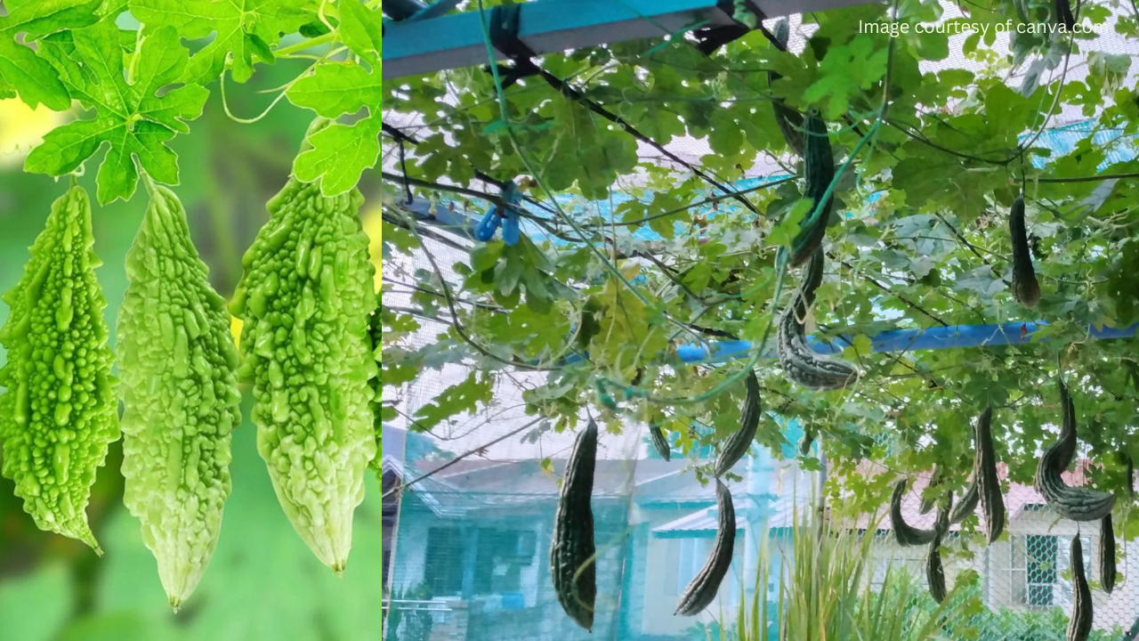 karela tree image