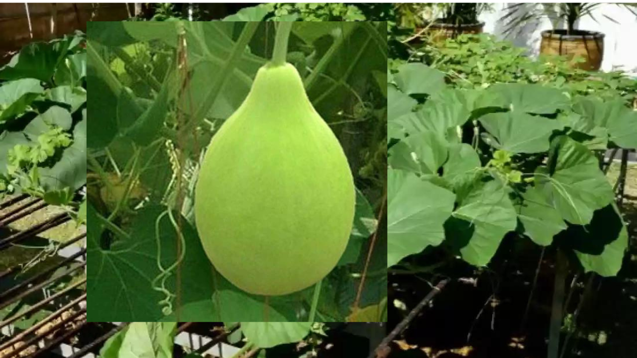 How to Plant Lattu Ghiya: A Simple Guide for Beginners