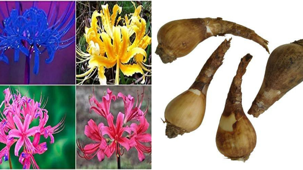 Spider Lily Magic Plant Lycoris Bulbs for Hauntingly Beautiful Blooms