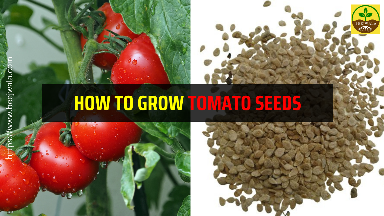 Grow Luscious Tomatoes From Seed: Your Step-by-Step Guide to Backyard  Bounty!