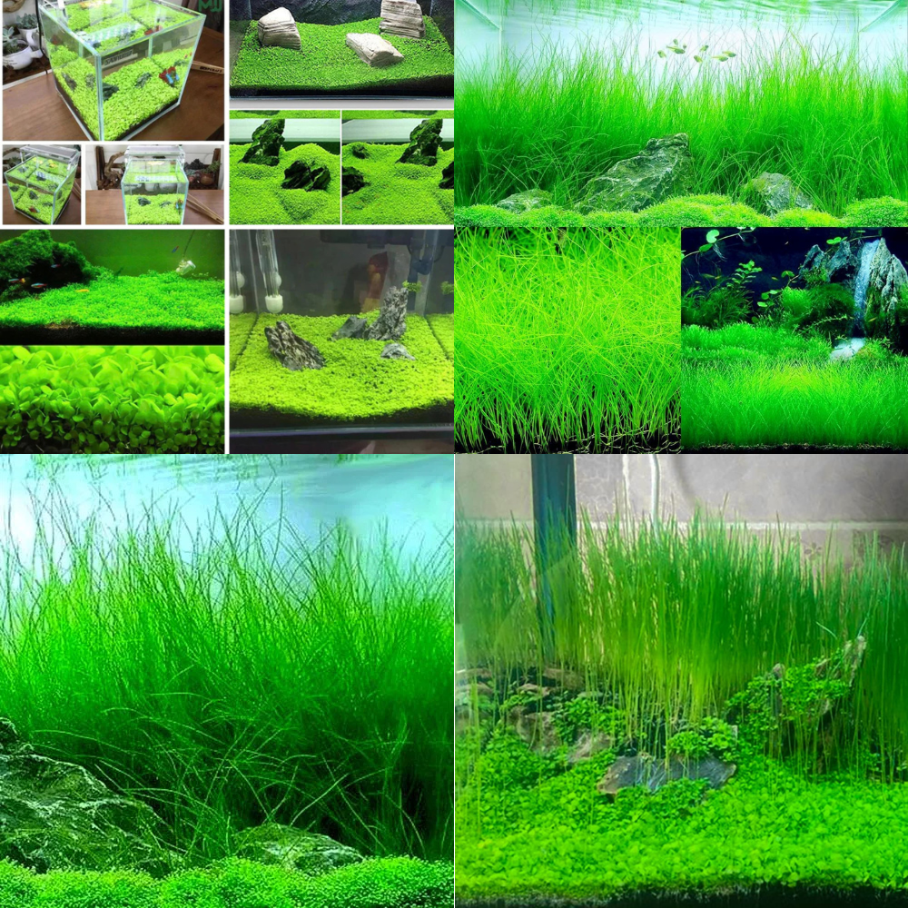 aquarium carpet plants seeds Aquarium Carpet Plants Seeds Combo Pack – 3 Varieties for Dense Green