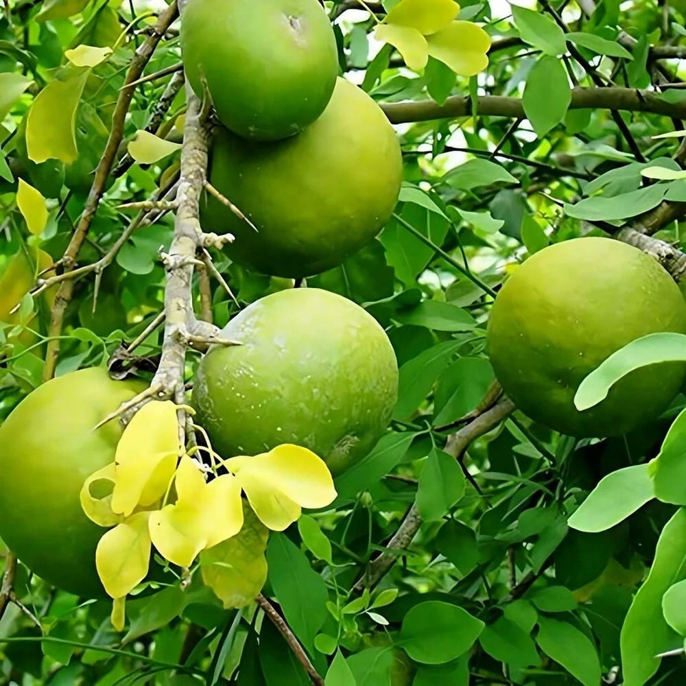 bilva plant seeds Bel Patra Plant Seeds