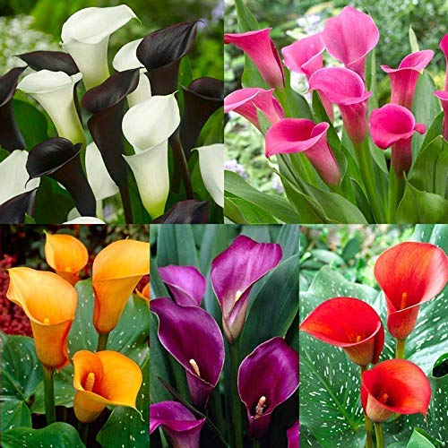 Calla Lily Any Color Flower Bulb calla-lily-any-color-flower-bulb