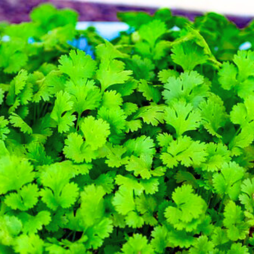 Coriander Dhania F1 Hybrid Seeds Herb Seeds