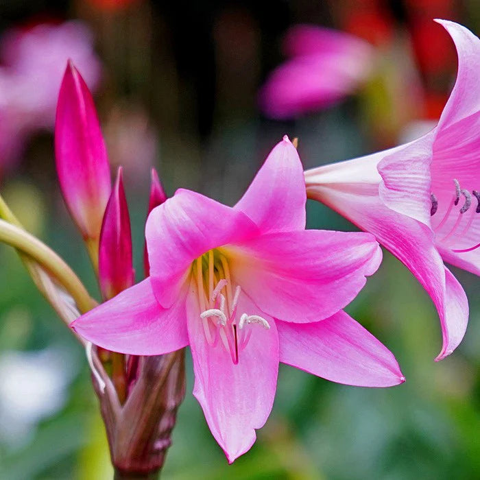 lily flower pink colour Crinum Lily Pink Color Flower Bulb
