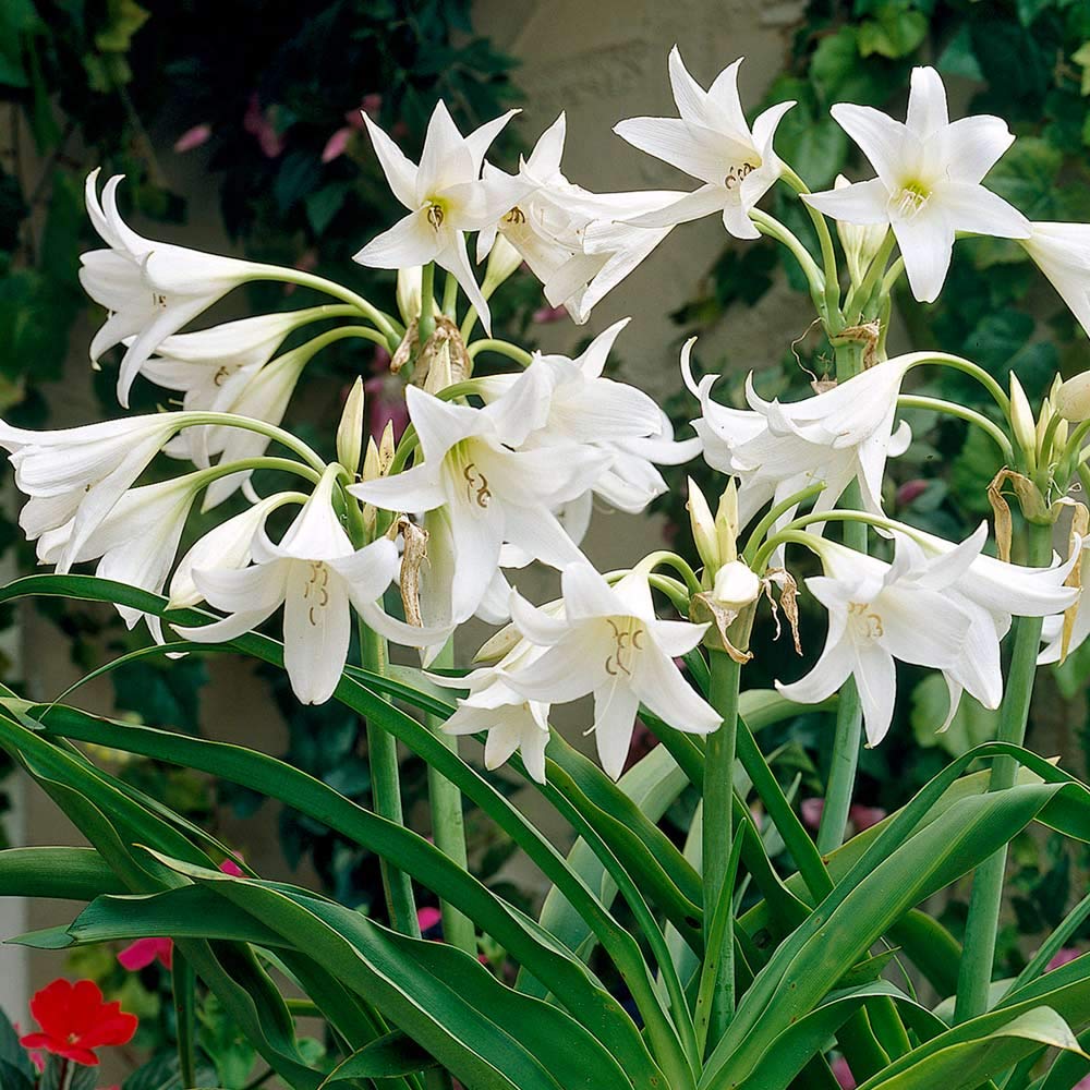 lily white colour Crinum Lily White Color Flower Bulb