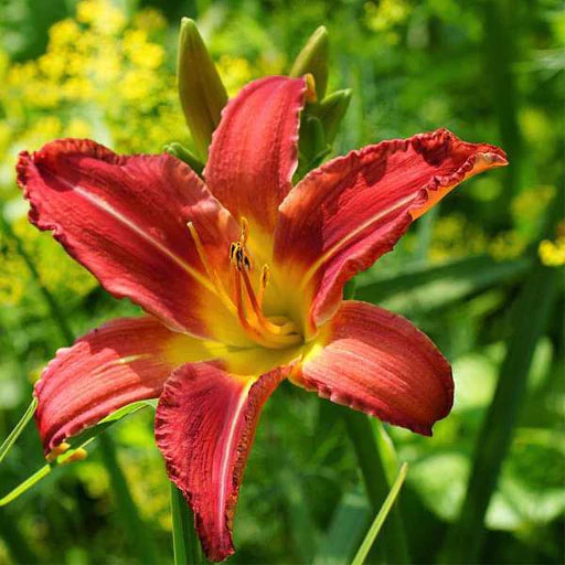 Day Lily Hemerocallis Red Color Flower Bulb