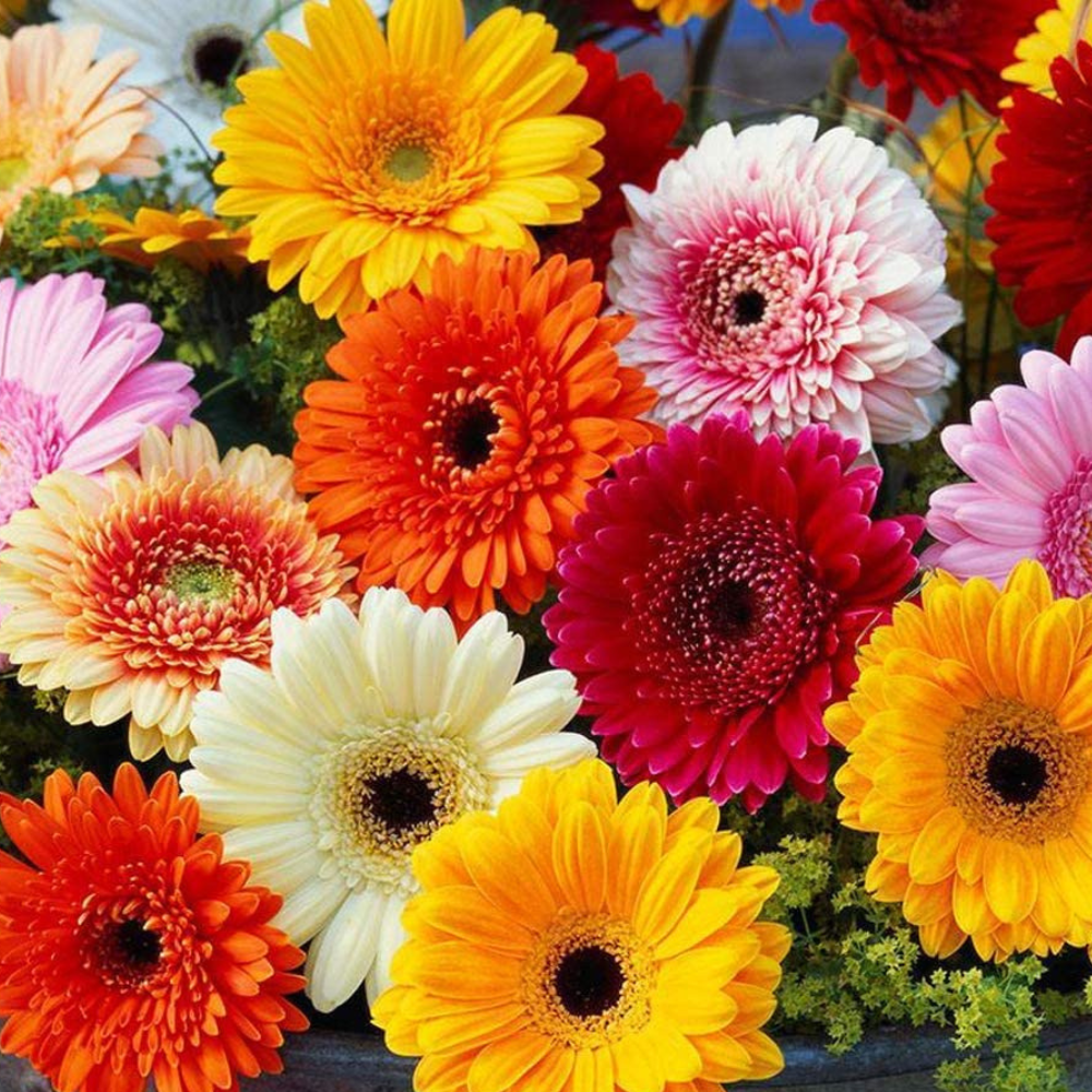 gerbera flower seeds online Gerbera F1 Seeds Any Color