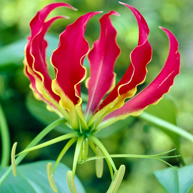 flame lily flower meaning Gloriosa lily Flame Lily Red Color Flower Bulb
