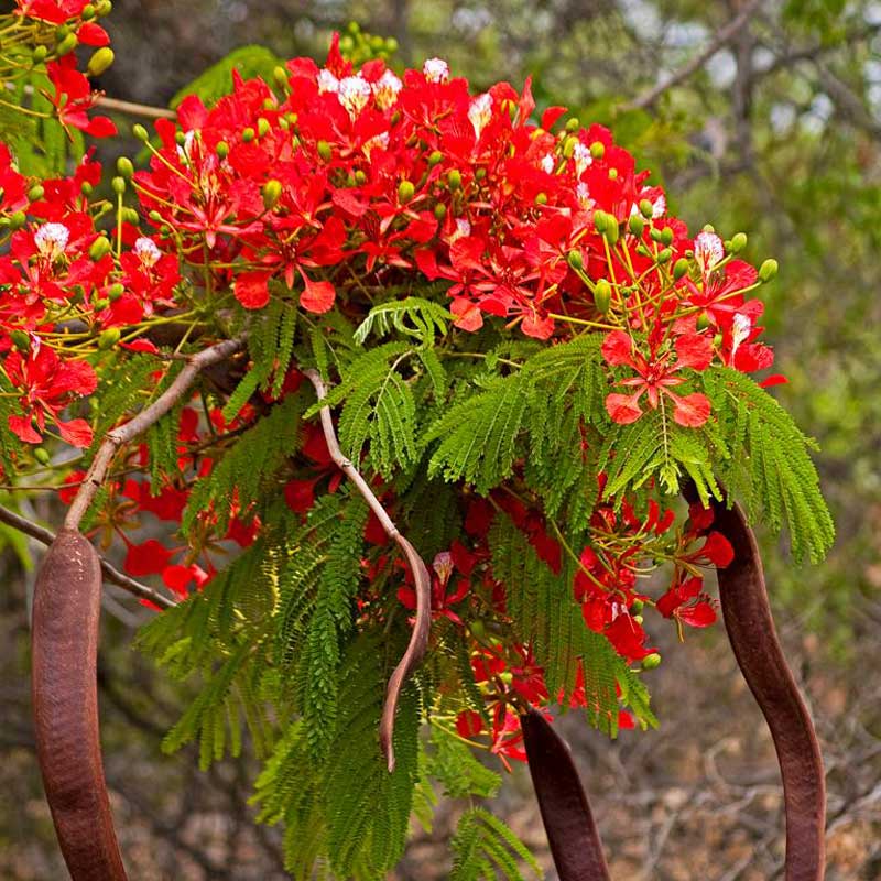 gulmohar plant Gulmohar Royal Poinciana Red Flower Plant Seeds