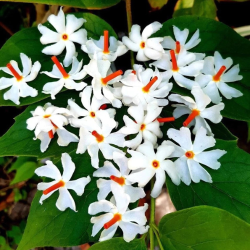 Harshingar Parijat Raat ki Rani Night Jasmine Plant Seeds