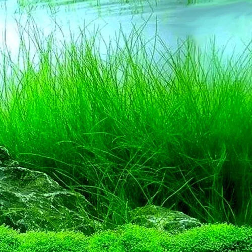 Long Grass Aquarium Seeds | Aquarium Carpet Plants Seeds