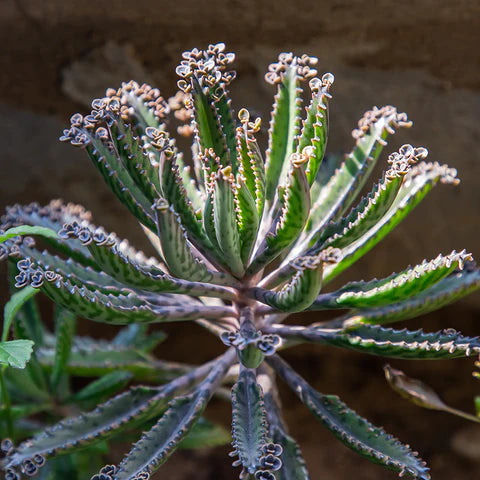 devil's backbone succulent plant Mother of Millions Devil's backbone succulent plant