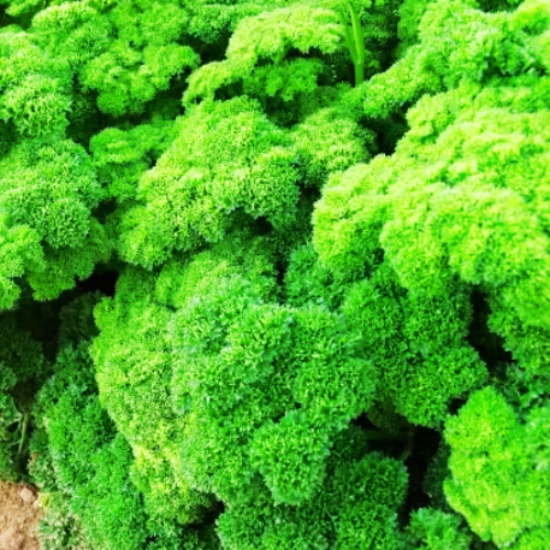 Parsley Moss Curled Imported Herb Vegetable Seeds