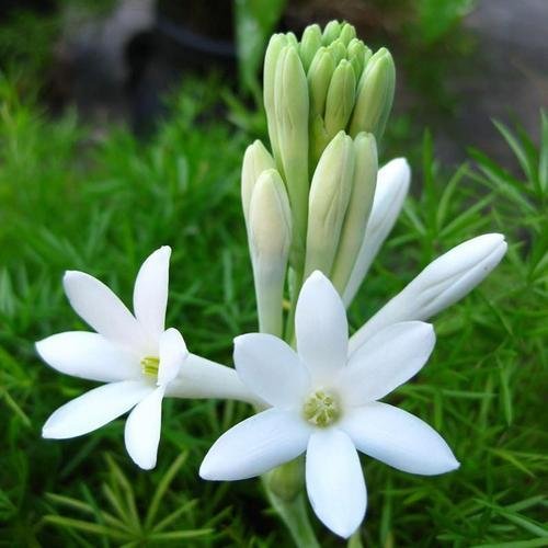 rajnigandha plant seeds Rajnigandha Tuberose Single Petal Flower Bulbs