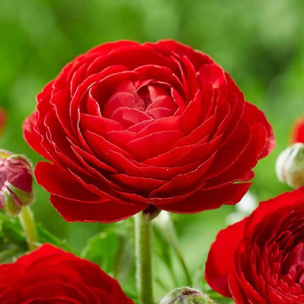 Ranunculus Red Color Flower Bulb