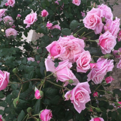 indian rose seeds Light Pink Climbing Rose Plant Seeds