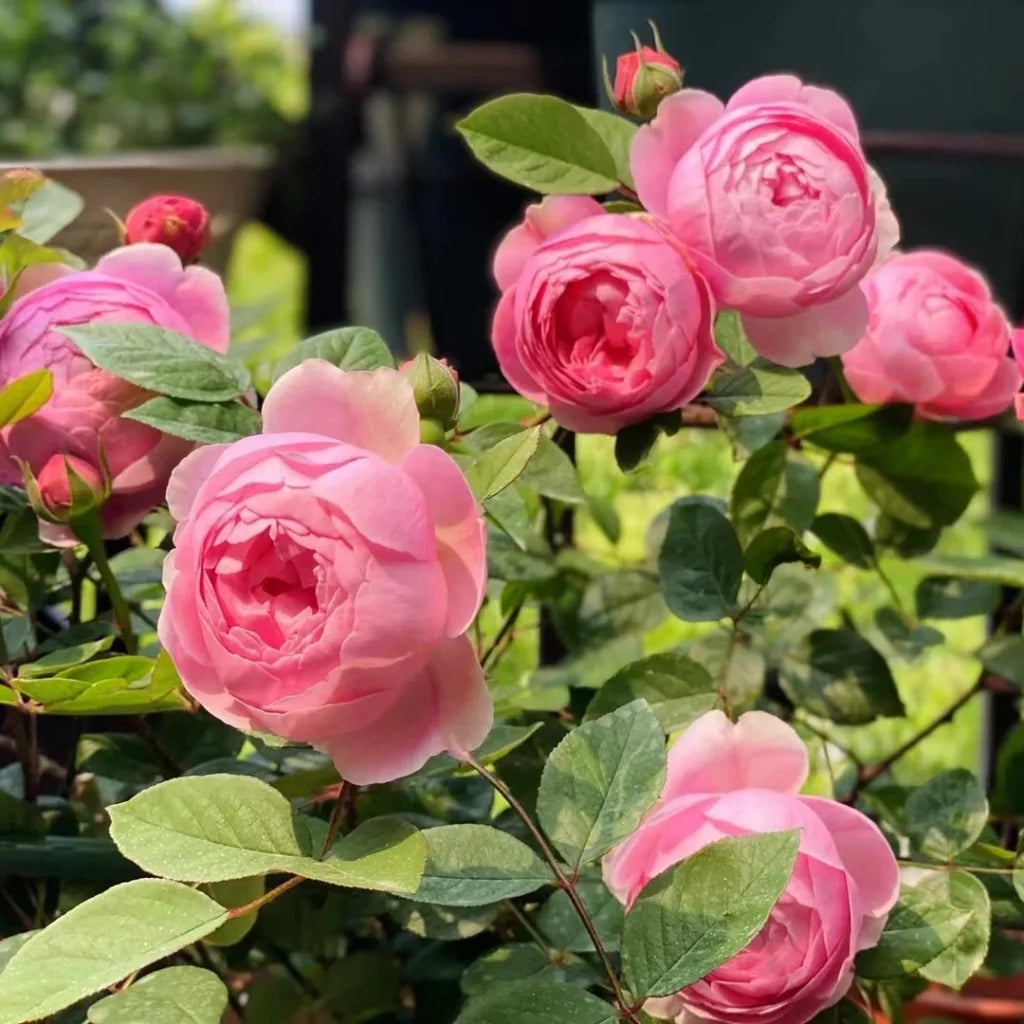 pink rose bush seeds Deep Pink Climbing Rose Plant Seeds