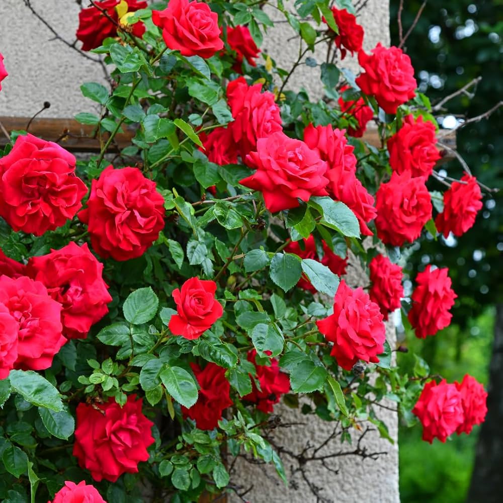 Bright Red Climbing Rose Plant Seeds