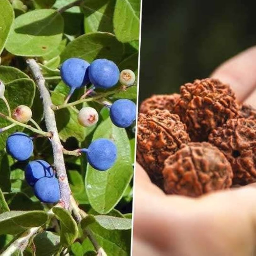 rudraksha seeds for planting Rudraksha Plant Seeds