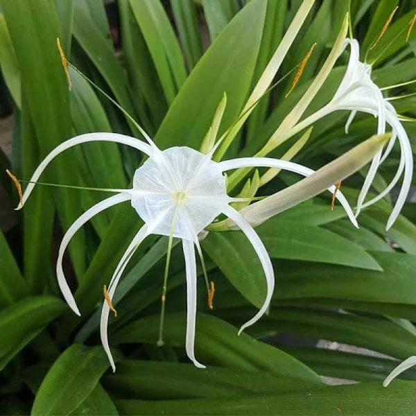 white spider lily bulbs Spider Lily Any Color Flower Bulb