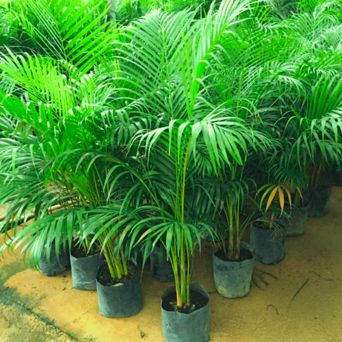 areca palm seed Areca Palm Seeds