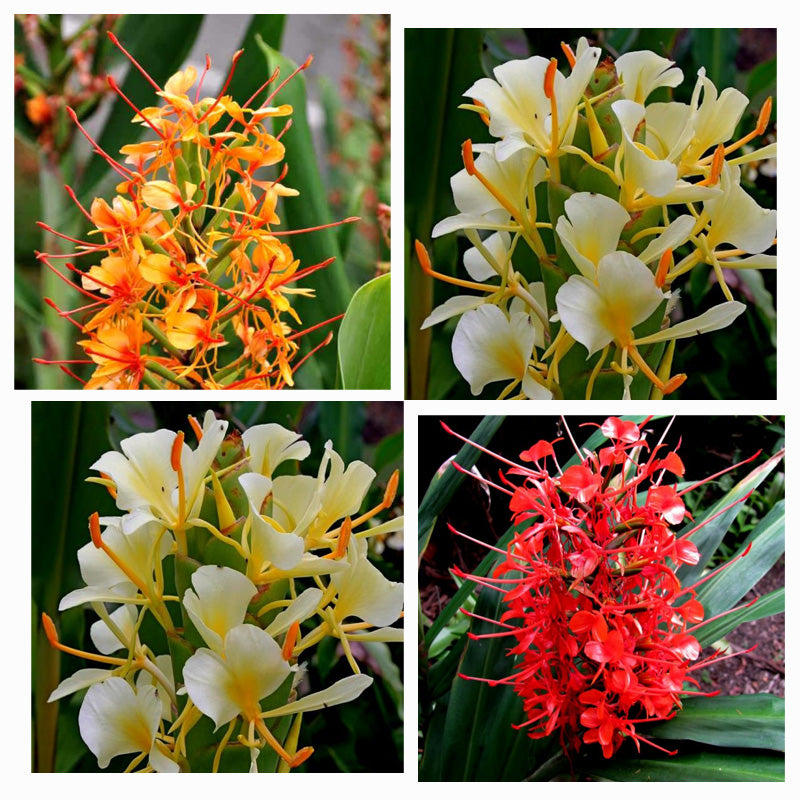 white ginger lily bulbs Hedychium Butterfly Ginger Lily Any Color Flower Bulbs