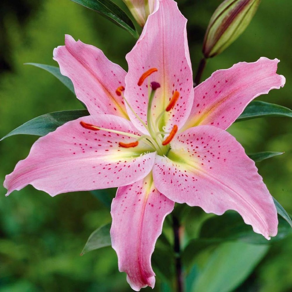 Lilium Asiatic Tango Lily Pink Brush, Lily Flower Information