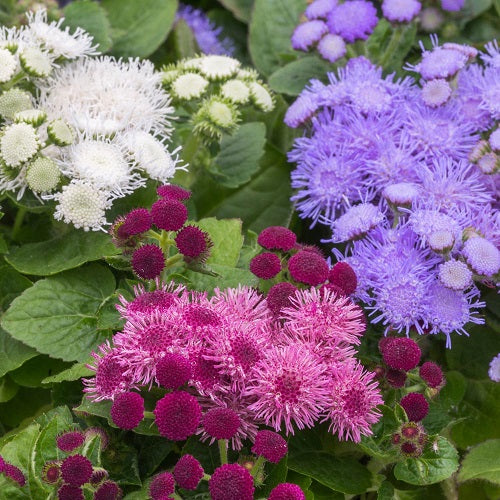 hawaii flower seeds Ageratum F1 Hawaii Mixed Color Flower Seeds