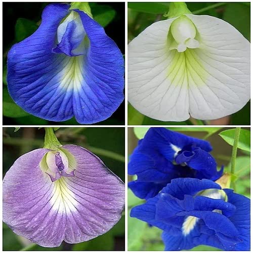 red aparajita flower seeds Aparajita Clitoria Ternatea Butterfly Pea Any Color Flower Hybrid Seed
