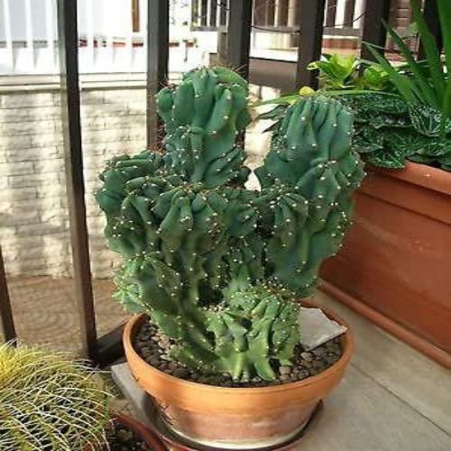 Cereus Peruvianus Monstrose Cactus Live Plant