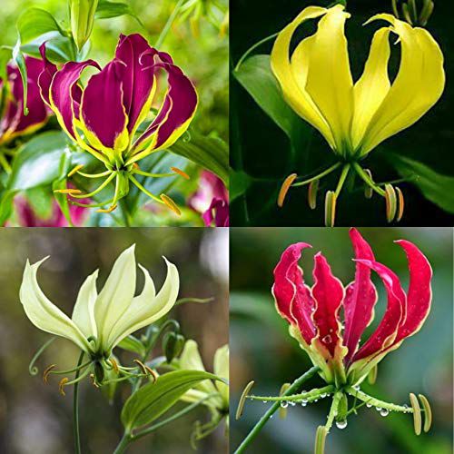 picture of flame lily flower Gloriosa Lily Flame Lily Any Color Flower Bulb