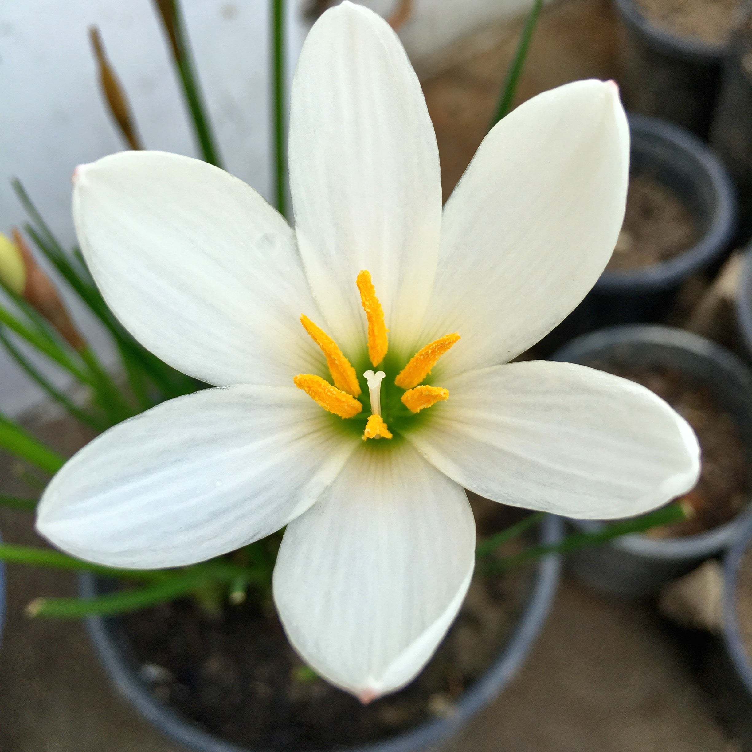 picture of rain lily flower White Rain Lily Zephyranthes Flower Bulbs