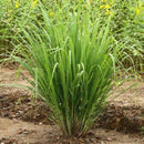 Lemon Grass Herb Seeds