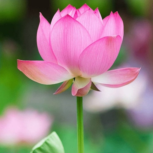 Lotus Plants Pink Flower Seeds