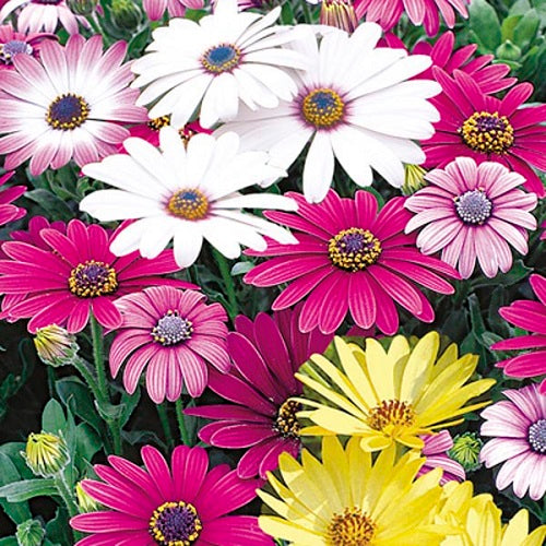 Daisy Mix - Graines De Fleurs Osteospermum, Mélange Marguerites Du Cap Pour Jardin - 30 Graines Seulement