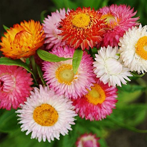 paper flower plant seeds Paper Flower Helichrysum Bracteatum Mix Color Flower Seeds