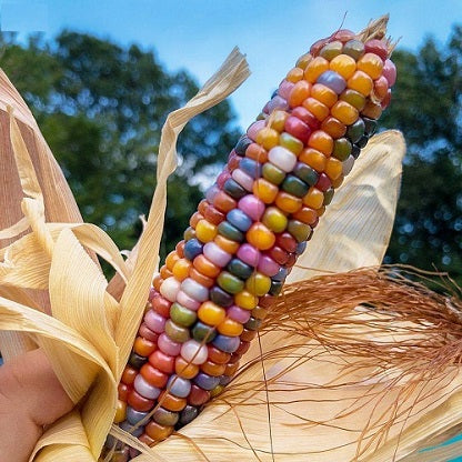 Rainbow Corn Imported Seeds | Exotic Vegetable Seeds