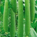 Sponge Gourd Turai Tori | Vegetable Seeds