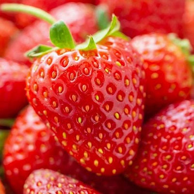 Strawberry Alpine Fragaria | Fruit Seeds