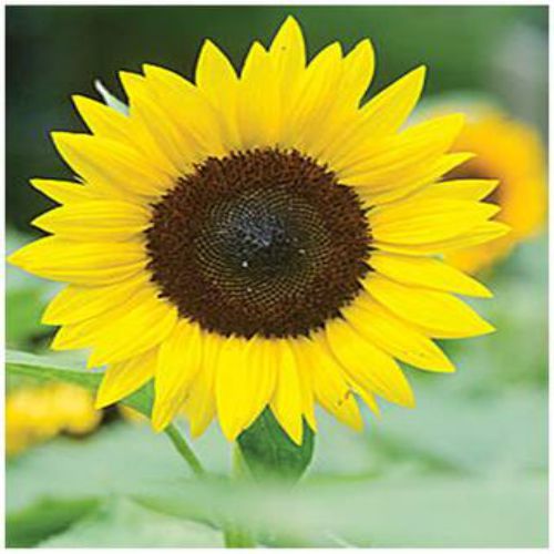 miniature flower seeds Sunflower Single Miniature Flower Seeds