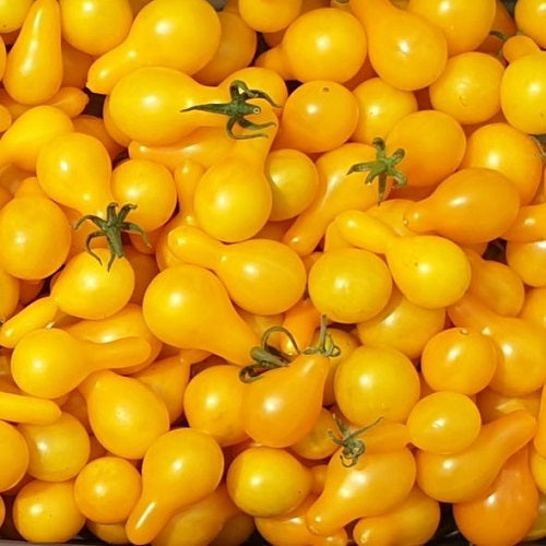 Tomato S Yellow Pear Exotic Vegetable Seeds
