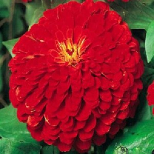 red aparajita flower seeds Zinnia Double Red Color