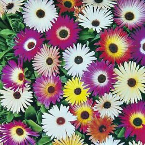 ice flower seeds Ice Plant Mesembryanthemum Mixed Color Flower Seeds