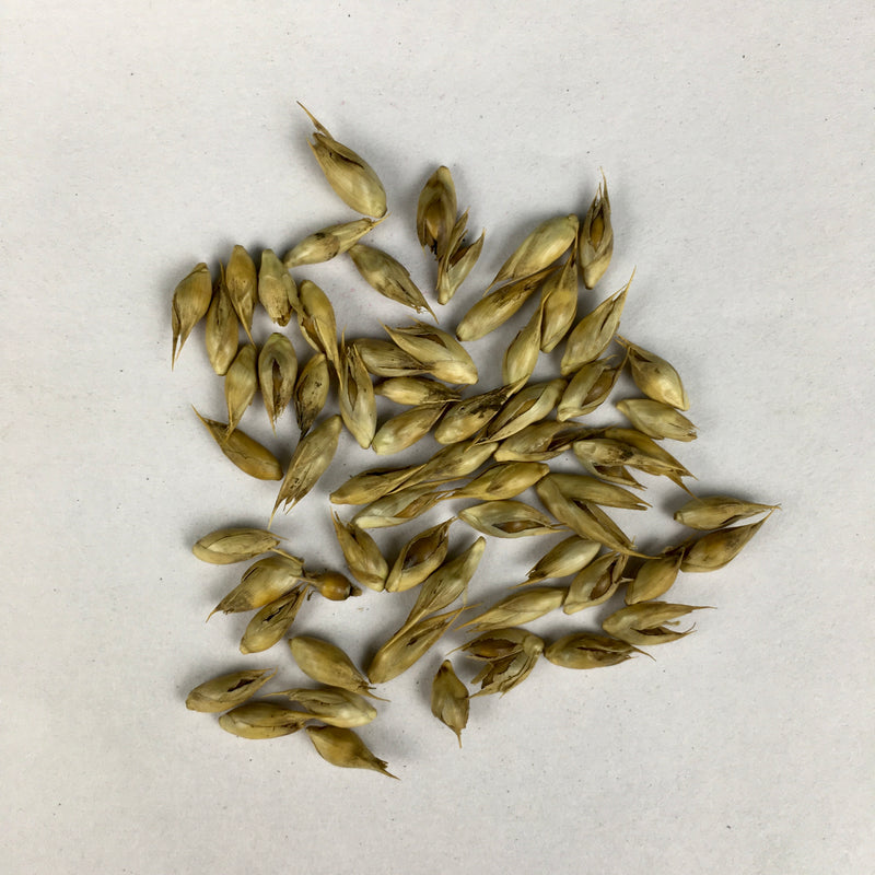 Bamboo Plant Seeds