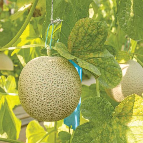 planting muskmelon seeds Muskmelon Kharbooza Madhuras Seeds