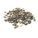 Sunflower Tall Sungold Flower Seeds